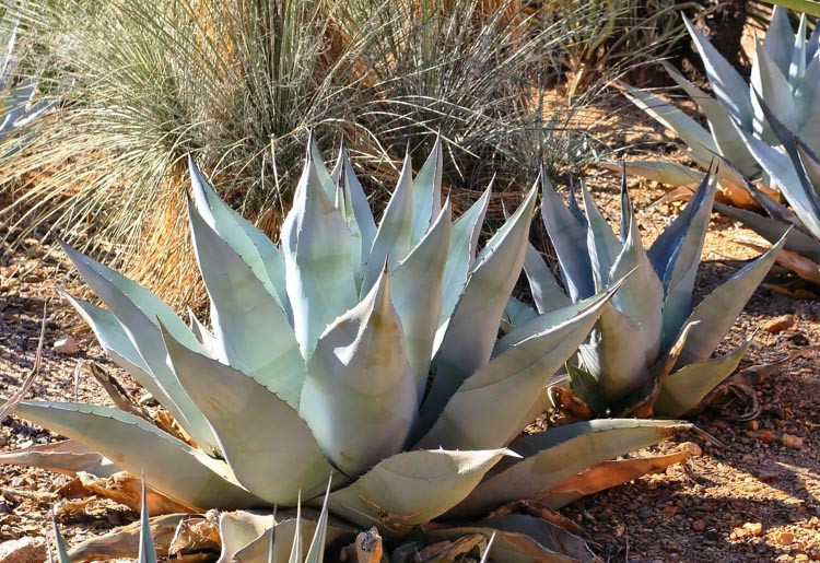 Agave Havardiana (Harvard Agave)